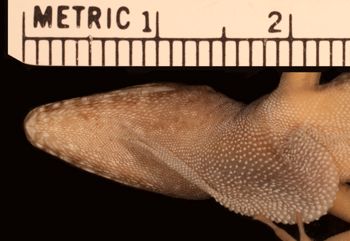 Media type: image;   Herpetology R-180575